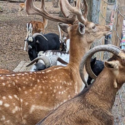 Ausflug Wildpark Saerbeck Ausflug Wildpark Saerbeck